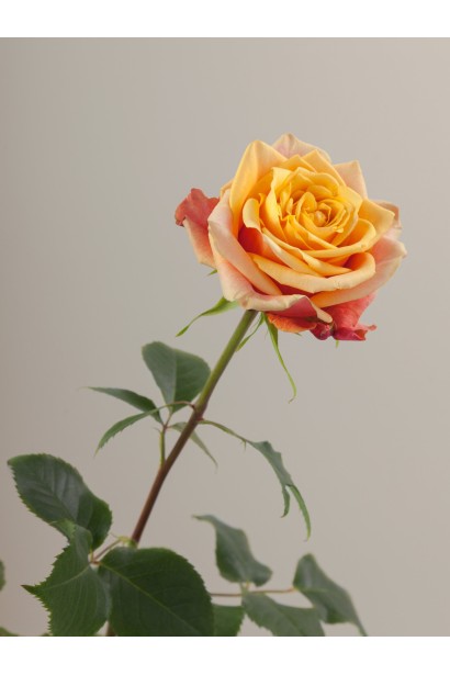 Махровий бутон троянди Cherry Brandy 